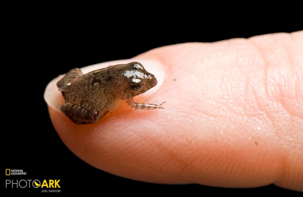 Today is the 12th anniversary of the National Geographic Photo Ark, photographer Joel Sartore's planetwide mission to make others care about wildlife—like this eyelash frog. https://on.natgeo.com/2M6EquN
