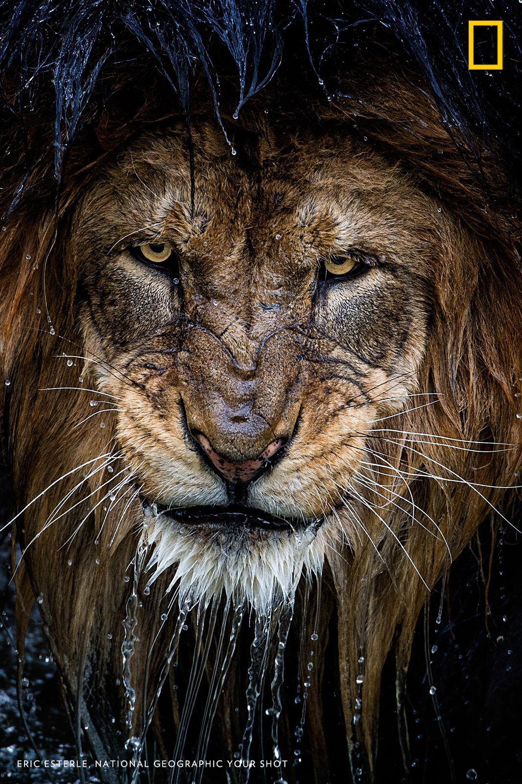"Through the lens, I felt his stare," writes photographer Eric Esterle. https://on.natgeo.com/2OtxOmU