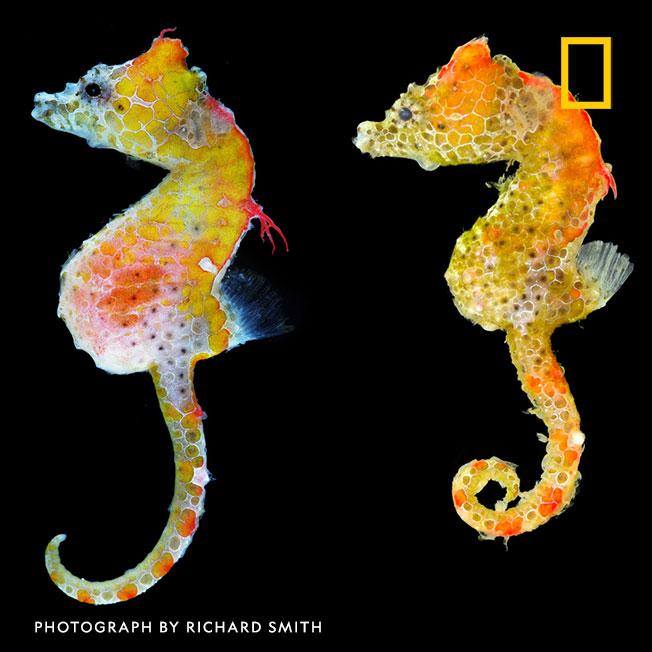 Meet the Japan pig, a newfound species of pygmy seahorse. "It's like a seahorse wearing a paisley pattern." https://on.natgeo.com/2ntZexx