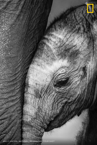 At a crowded watering hole in Botswana’s Mashatu Game Reserve, photographer Sally Hinton captured the moment an elephant calf snuggled against its mom. https://on.natgeo.com/2OyV8zH