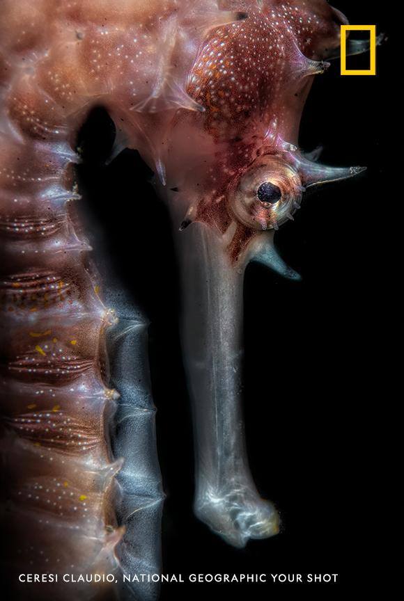 Have you ever seen a seahorse this close? Photographer Ceresi Claudio captured this incredible image in Bali, Indonesia. https://on.natgeo.com/2w93TIW