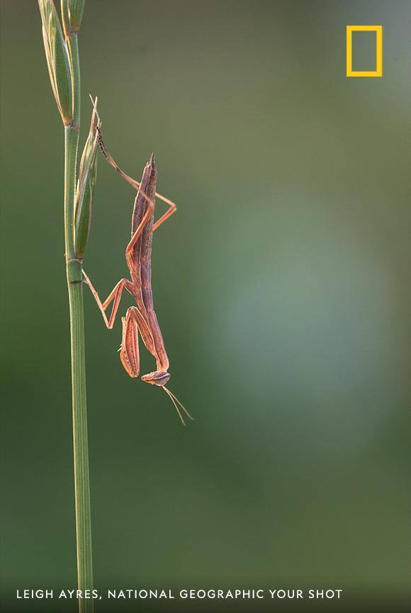 A praying mantis hangs out upside down in this charming image by Your Shot photographer Leigh Ayres. https://on.natgeo.com/2B8YreQ