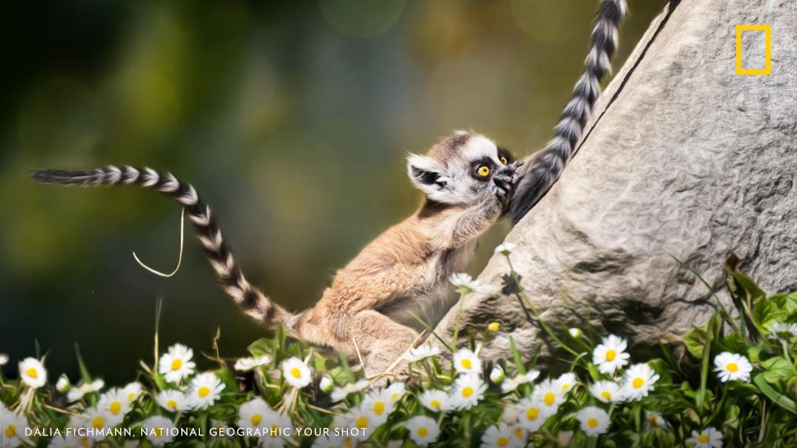 A ring-tailed lemur plays with another's tail in this image captured by photographer Dalia Fichmann in Switzerland. What are the ways that we all play? https://on.natgeo.com/2P9yGhH