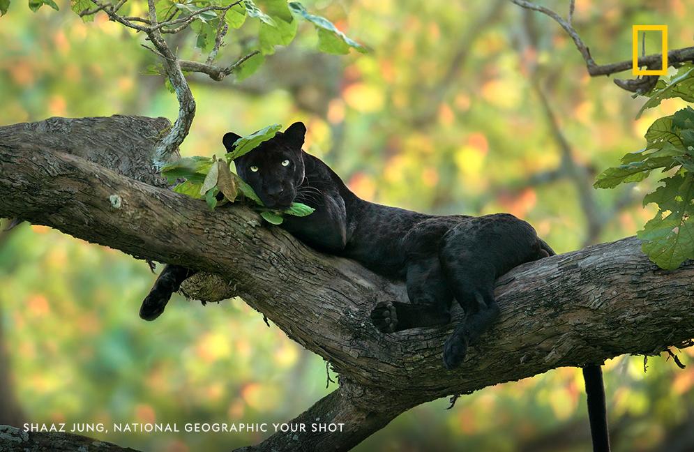 On Black Cat Appreciation Day, write a haiku inspired by this beautiful leopard—taken by photographer Shaaz Jung. https://on.natgeo.com/2nJxkxE