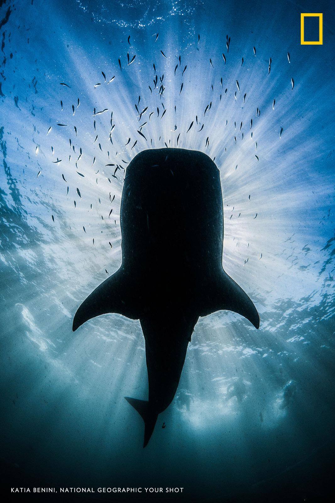 Happy International Whale Shark Day! Photographer Katie Benini patiently waited to capture the moment a whale shark eclipsed the sun. https://on.natgeo.com/2oqpb1u