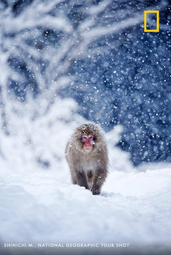A young snow monkey walks out of the forest in the early morning—a moment frozen in time by photographer Shinichi M. https://on.natgeo.com/2oDsJxs