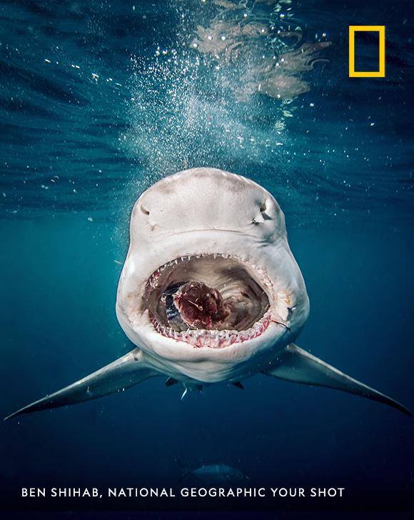 "A mouth of horrors, not because of its rows and rows of teeth," describes photographer Ben Shihab, "but because practically every shark I saw while diving in Florida last month had a fish hook or two still stuck in their mouth." https://on.natgeo.com/2oJoEYs