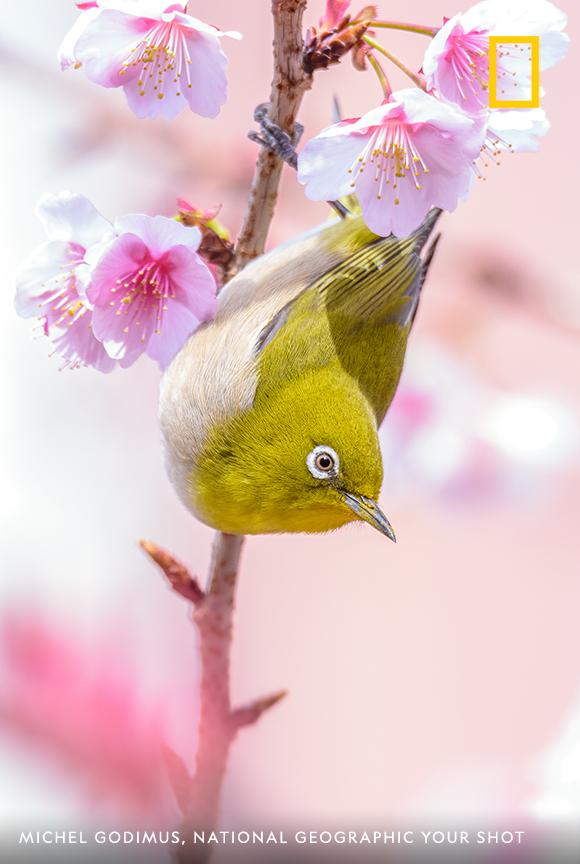 A Japanese white-eye hangs out in a cherry blossom tree in this image captured by photographer Michel Godimus. He writes, "The white-eye typically forms monogamous relationships with mates – it loves only one mate at one time." https://on.natgeo.com/2xTuxYi