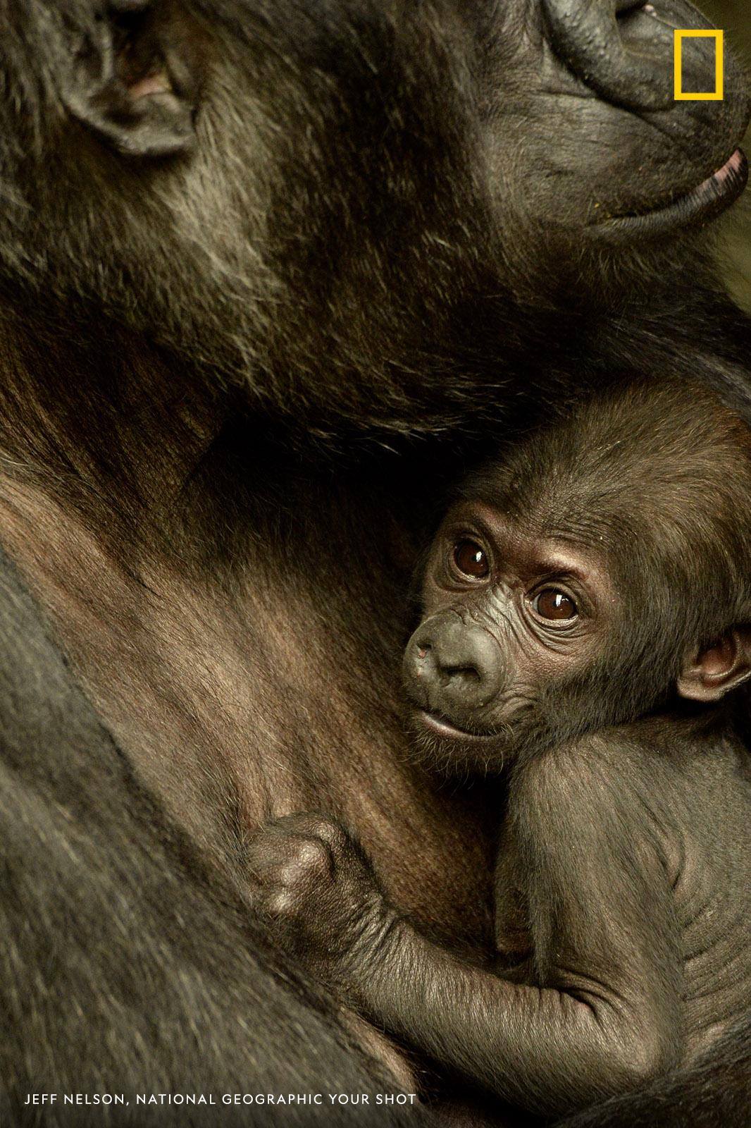 It's a full-time job watching over a baby gorilla, writes photographer Jeff Nelson who captured this portrait of Ali and her mom. https://on.natgeo.com/2QQwV9e