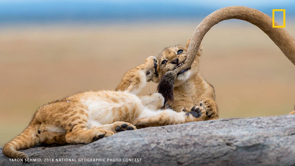 "We spotted a pride of lions sleeping on top of the kopjes in the Serengeti, and as we got closer to the rocks, we saw that there were quite a few cubs in that pride, writes photographer Yaron Schmid. "The best moment was when 3 of the young cubs started chasing, playing and biting their mom's tail as if they were kittens that were playing with yarn." Show us the world around you: https://on.natgeo.com/2O7UyIz