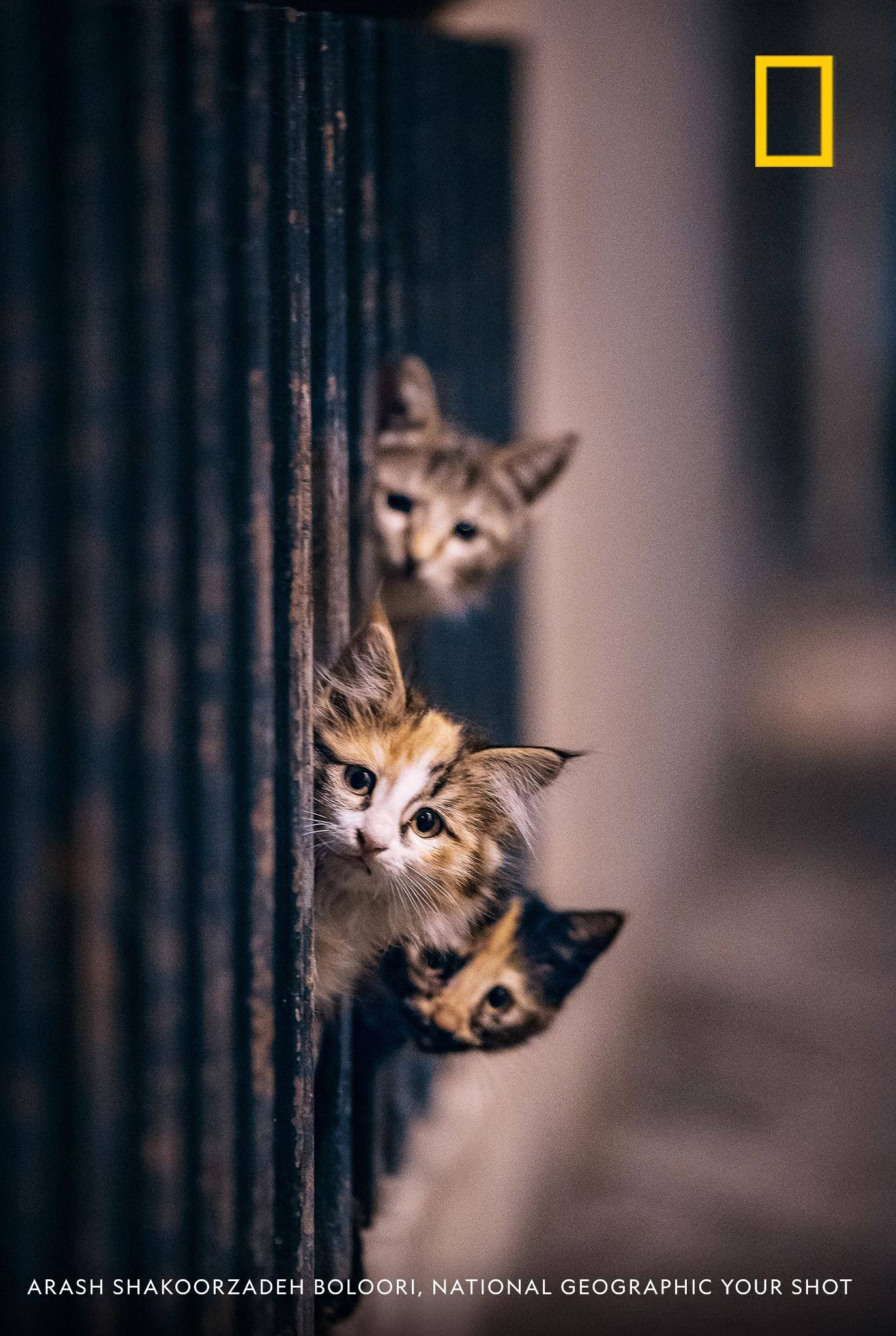 Happy National Cat Day! Photographer Arash Shakoorzadeh Boloori caught a quick moment with these curious cats in Tehran, Iran. What are some of your favorite photos of felines? https://on.natgeo.com/2D9TZNb