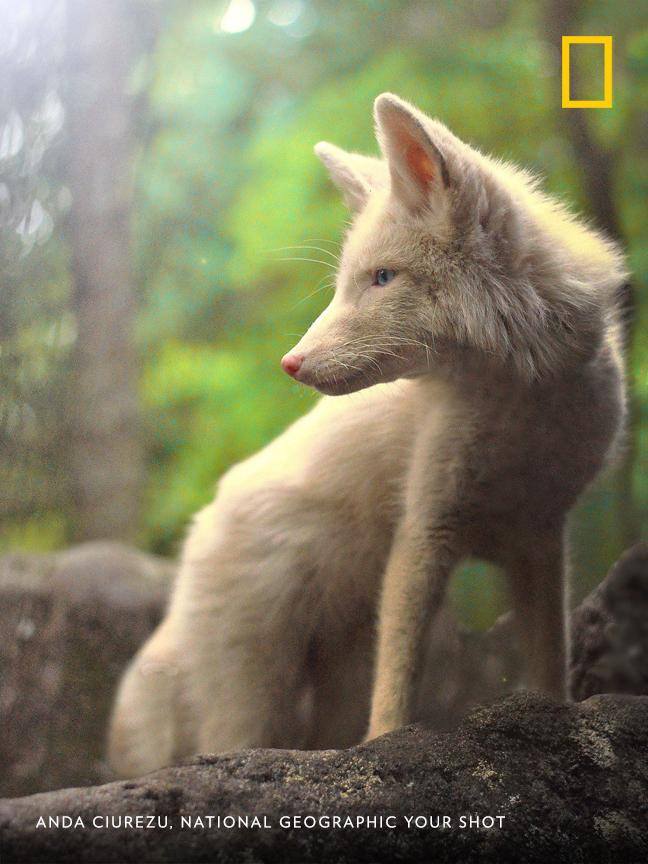 In Quebec, Canada this magical fox almost seemed to be "posing" for photographer Anda Ciurezu. https://on.natgeo.com/2CYBri0