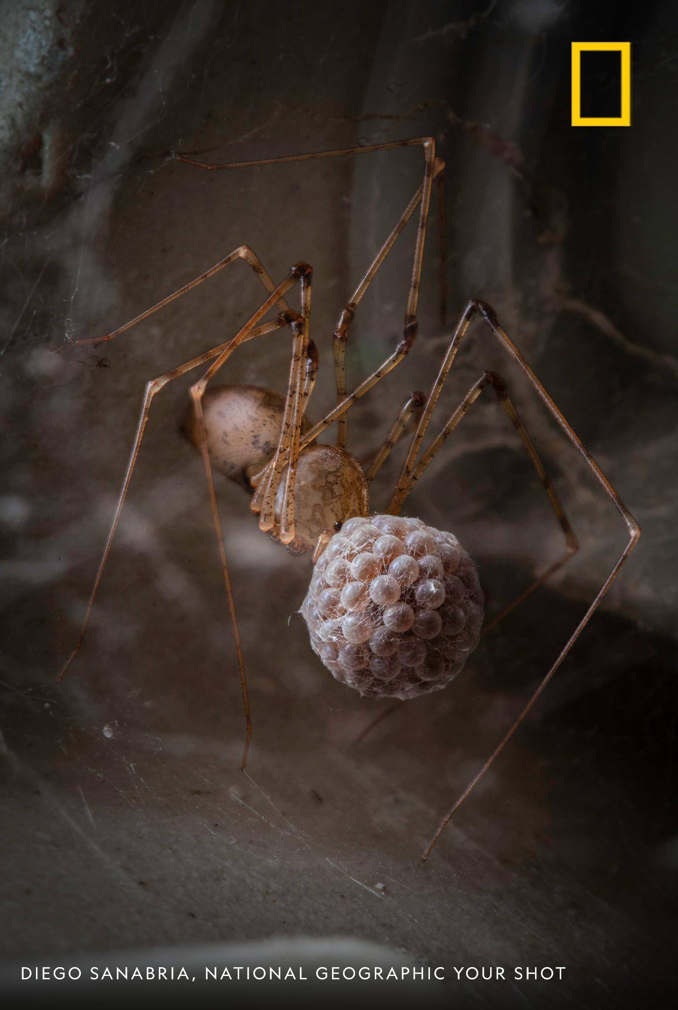 Under a sink in an abandoned bathroom in rural Colombia, photographer Diego Sanabria caught sight of this spider with her egg sac. She'll hold it in her mouth for several days until they hatch. https://on.natgeo.com/2OrBpRS