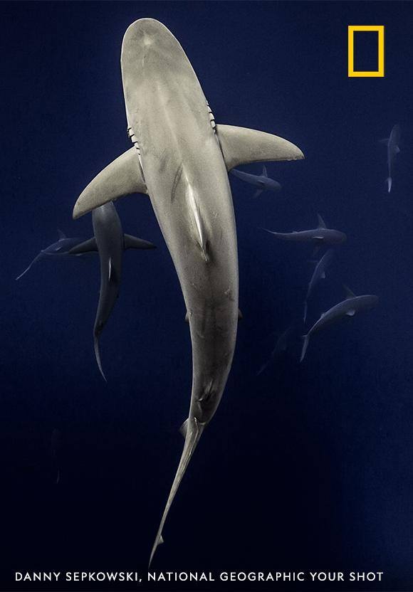 "An Alpha Galapagos Shark goes on a morning stroll while I enjoy this majestic moment," writes photographer Danny Sepkowski. "There is a big misperception about sharks in today's society. They are a huge factor in why our ocean is still alive today." https://on.natgeo.com/2OuN2Yn