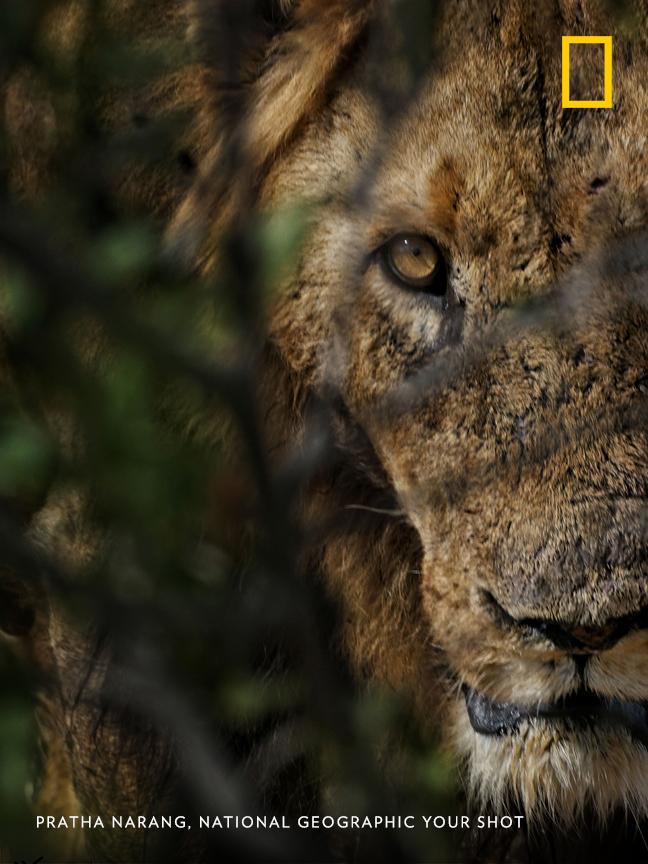 "Just after an intense buffalo kill, the lion stared into my face like I was next," writes photographer Pratha Narang. Instead of running away, she managed to capture this beautiful portrait of a lion's gaze. https://on.natgeo.com/2FasbKp