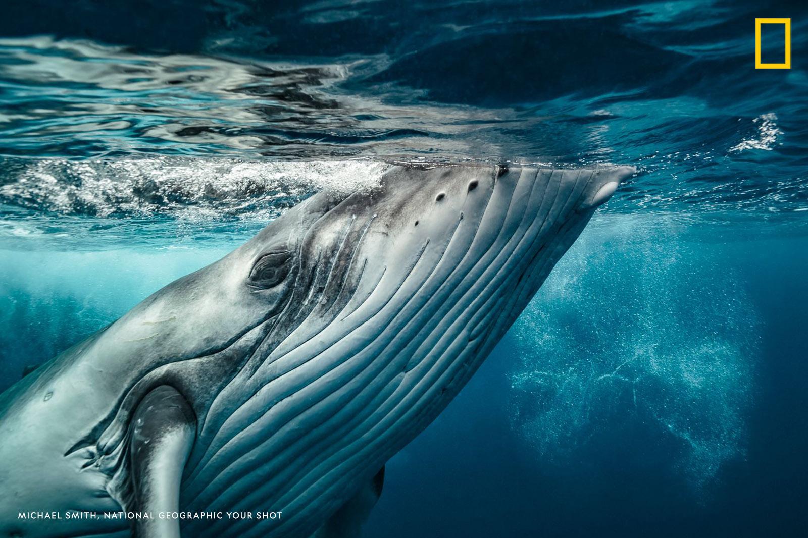 "We had been observing this young calf in the waters off Vava'u, Tonga for perhaps 10 minutes when he decided to leave his mum’s side and swim over to get a closer look," said photographer Michael Smith. "Passing right in front of me I could clearly see his beautiful eye staring right into my soul." https://on.natgeo.com/2DK6wHC