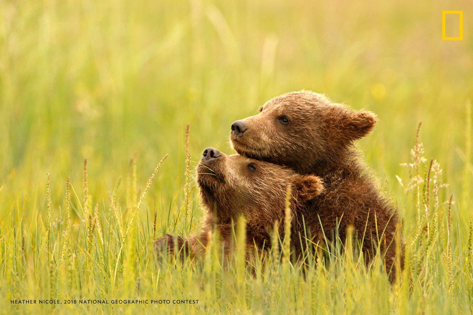 "I was lucky enough to take this shot as they took a very brief break from playtime to enjoy a moment of peace," writes photographer Heather Nicole. "Don’t worry, momma was very close by watching their every move." https://on.natgeo.com/2Q3VkuV