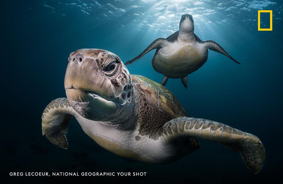 "During a scuba diving in Tenerife, I crossed the way of these green turtles," writes photographer Greg Lecoeur. As the sunlight pierced the surface of the water, he waited for the turtles to come close enough to his camera. https://on.natgeo.com/2KoyGZ4