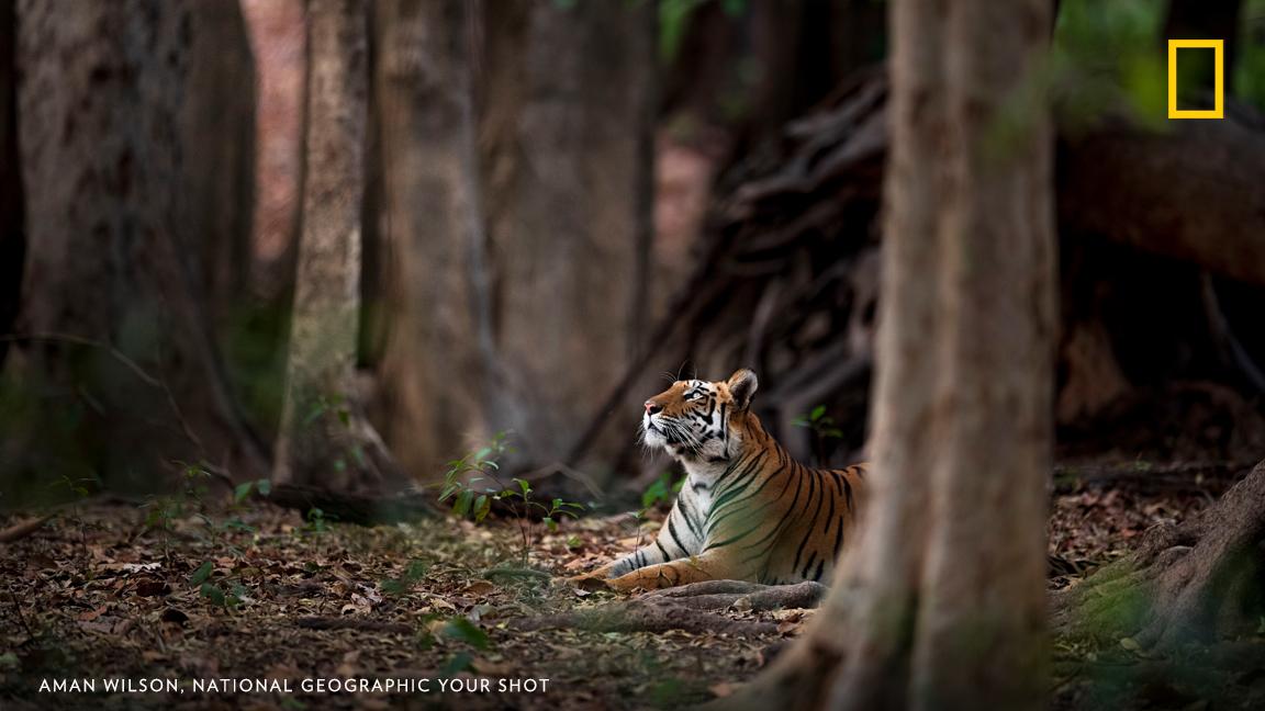 A tiger sits and calmly takes in its surroundings in this image captured by photographer Aman Wilson in Bandhavgarh, India. https://on.natgeo.com/2PZOlnR