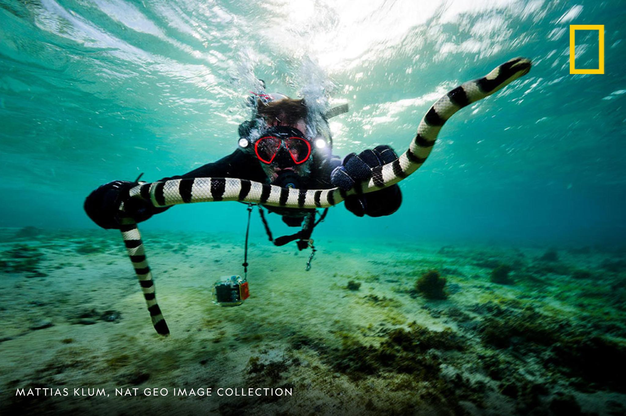 Zoltan Takacs tracks dangerous reptiles all over the globe. He describes an encounter with a giant snake in the Amazon rain forest—and shares how studying deadly venom could create new medicines. https://on.natgeo.com/2GeQlDY