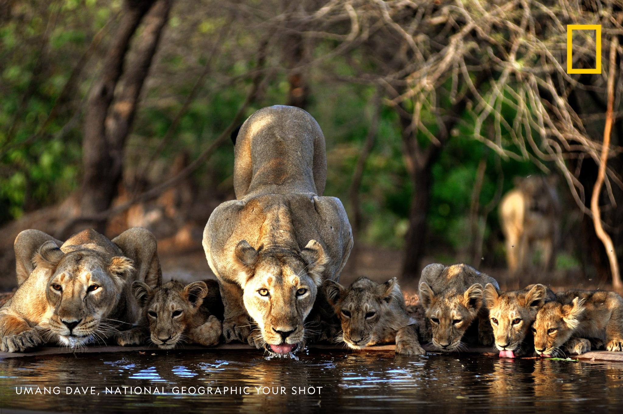 "The Asiatic lion or Indian Lion is a subspecies of the lion which survives today only in the Gir Forest of Gujarat, India," writes photographer Umang Dave. https://on.natgeo.com/2Q4mX8a