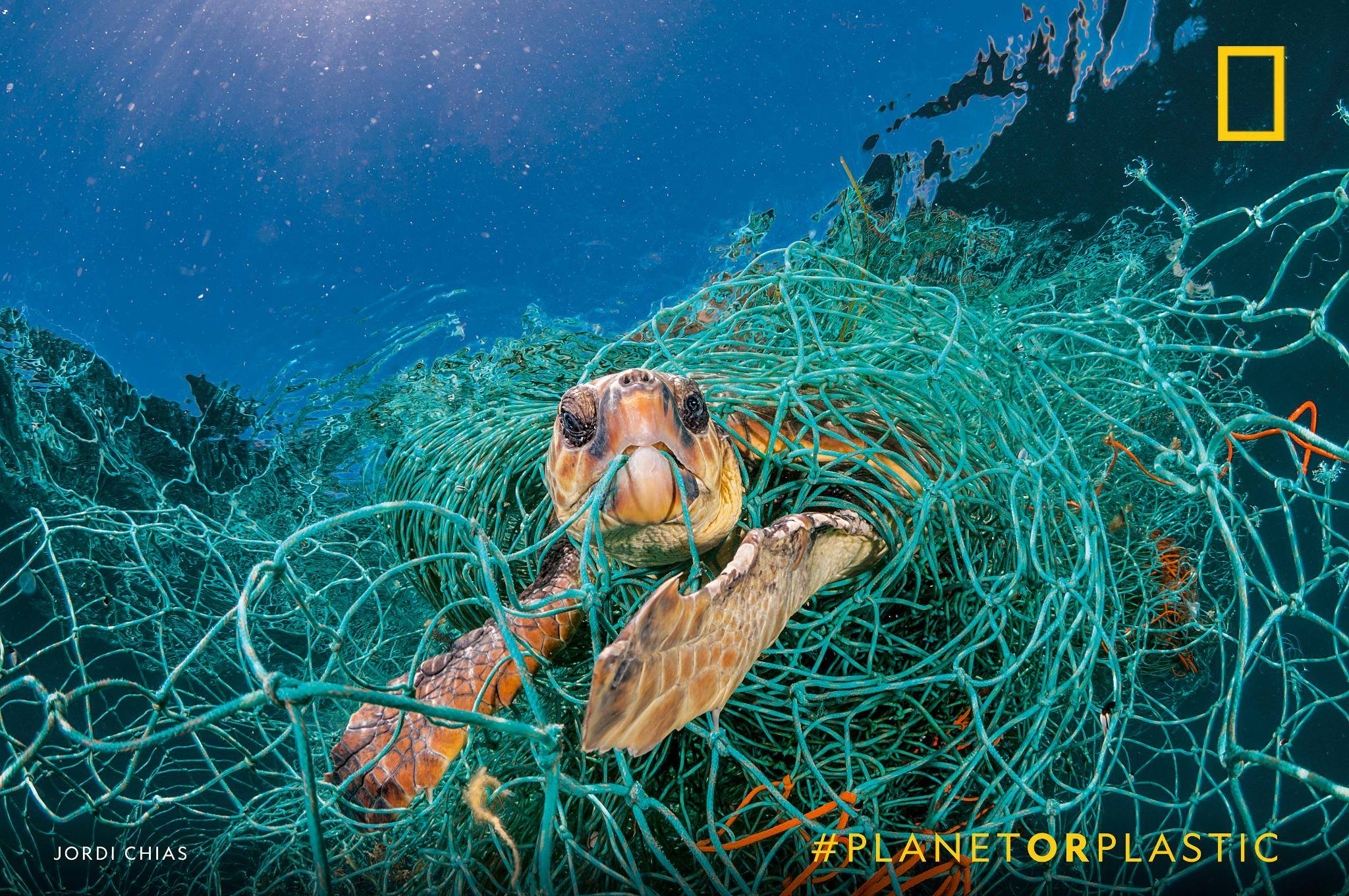Some 700 species of marine animals have been reported—so far—to have eaten or become entangled in plastic. How are you reducing your single-use plastics in 2019? https://on.natgeo.com/2RRYMGZ