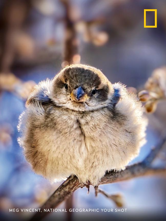 Photographer Meg Vincent spotted this bird outside her home in subzero temperatures. "It was all fluffed up in the cold to trap the air in its feathers to stay warm." https://on.natgeo.com/2t3TMnM