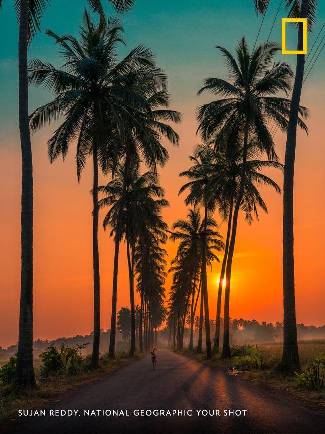 Your Shot photographer Sujan Reddy woke up at four in the morning in order to capture this lovely sunrise—and a dog on a stroll—near Goa, India. https://on.natgeo.com/2DbTvnx