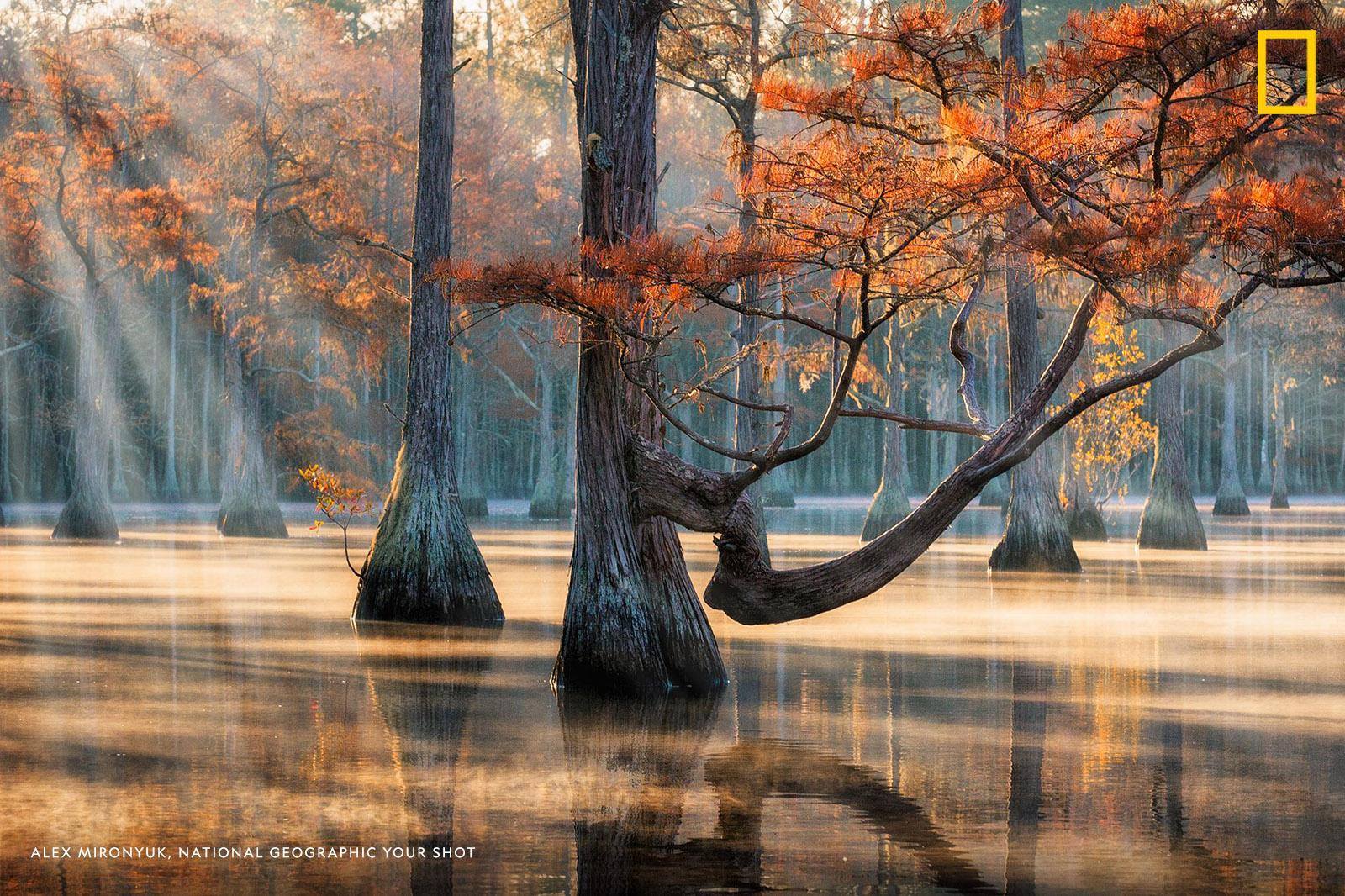 Photographer Alex Mironyuk traveled to remote swamplands in Florida to capture this enchanting image. “These swamps are the most unusual ecosystems in southern USA,” writes Mironyuk. https://on.natgeo.com/2RL5Fc8
