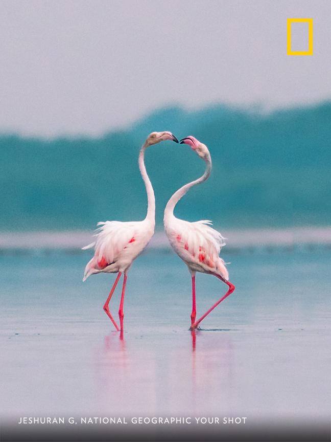 “It was sunset and the light was getting dim" writes Your Shot photographer Jeshuran G., who captured this seemingly romantic moment in Tamil Nadu, India. https://on.natgeo.com/2GmG4Fk