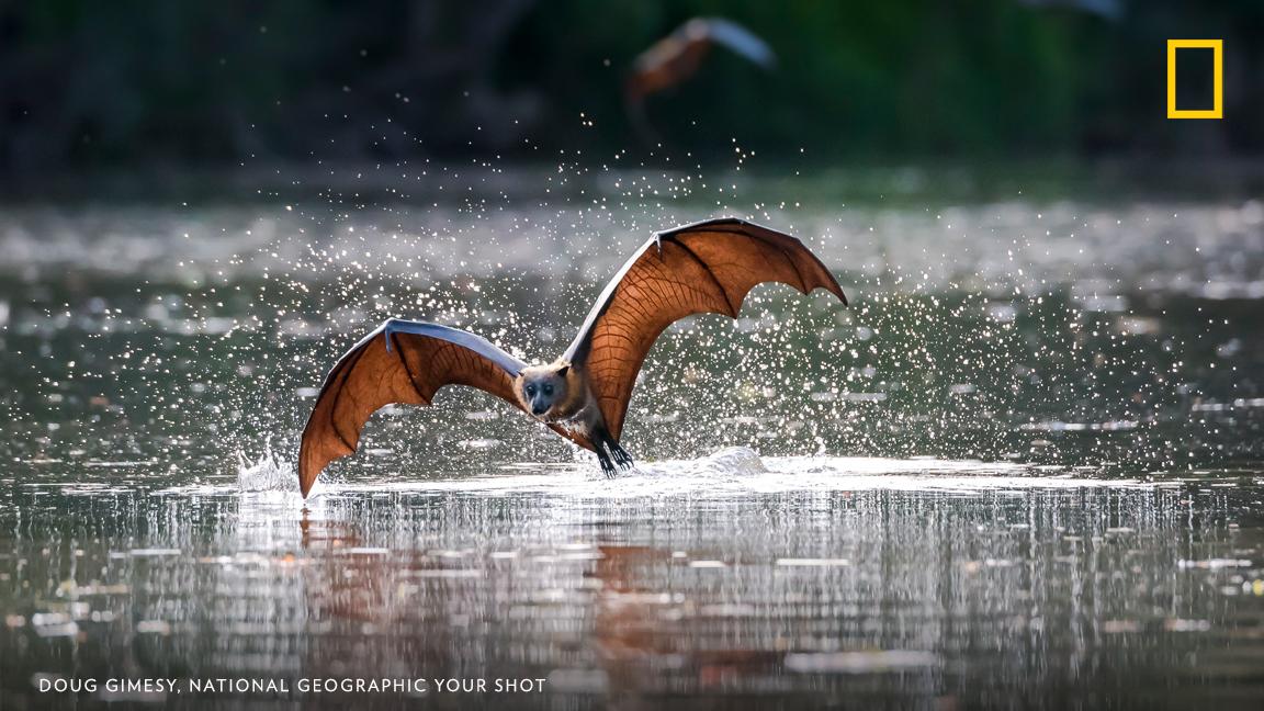 A grey-headed flying fox dips into the water in this moment captured by photographer Doug Gimesy. Dousing their fur provides water to drink and a form of evaporative cooling. https://on.natgeo.com/2D5NIzQ