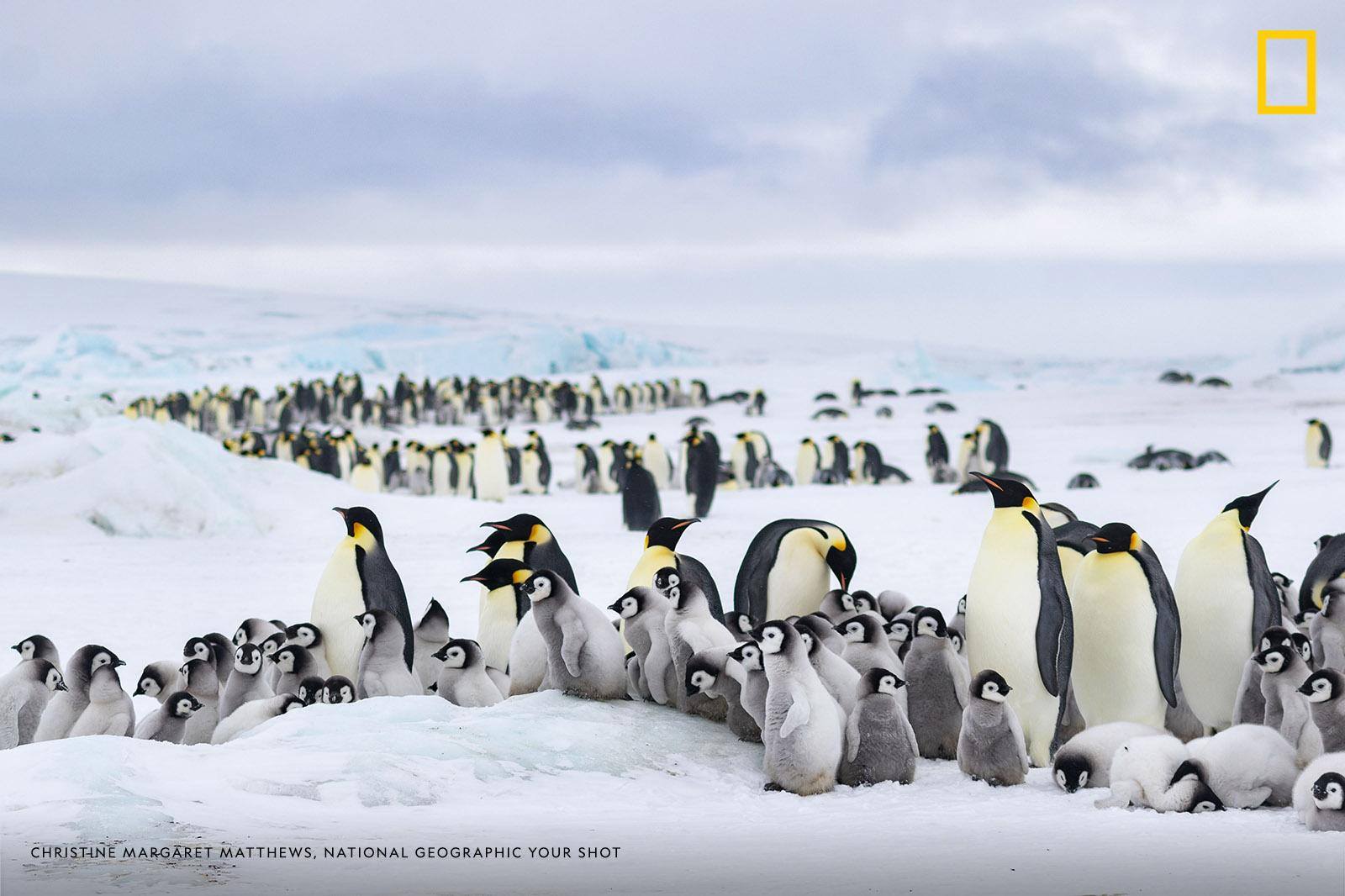 “After traveling to the ice sheet by helicopter, we had to walk about two miles to reach the Emperor penguin colony," writes photographer Christine Margaret Matthews. "It was possible to hear the chicks before you actually got there.” https://on.natgeo.com/2Gr5Tnq