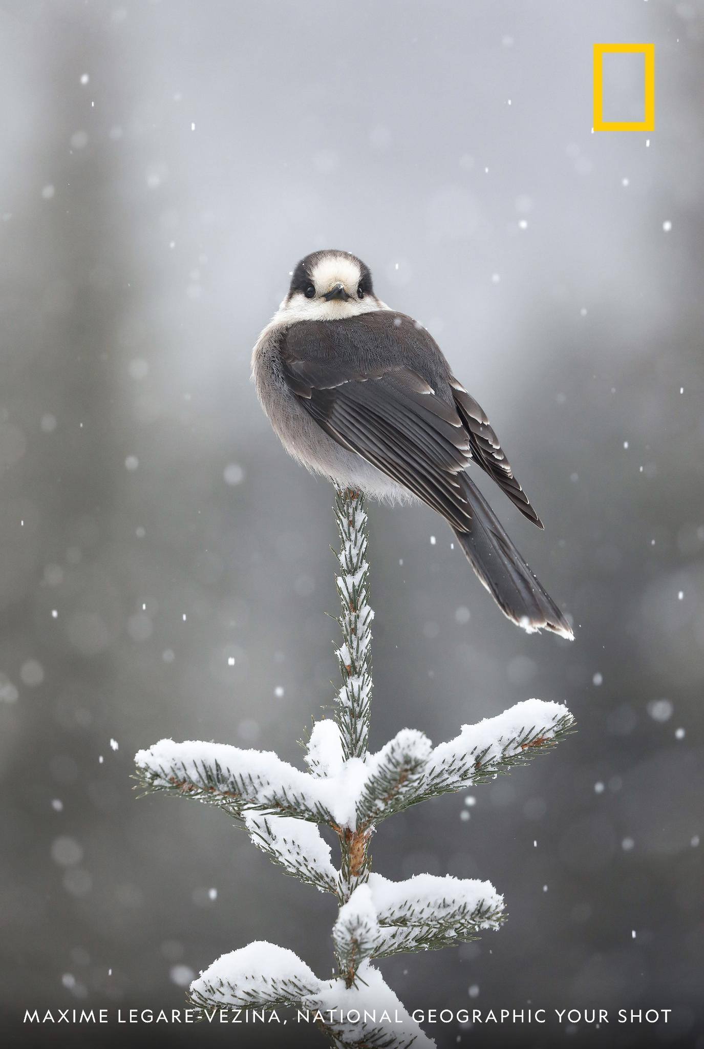 A gray jay poised on a branch seems to make eye contact with photographer Maxime Legare-vezina in this beautiful image taken during a snowstorm in Quebec. https://on.natgeo.com/2XrGZto