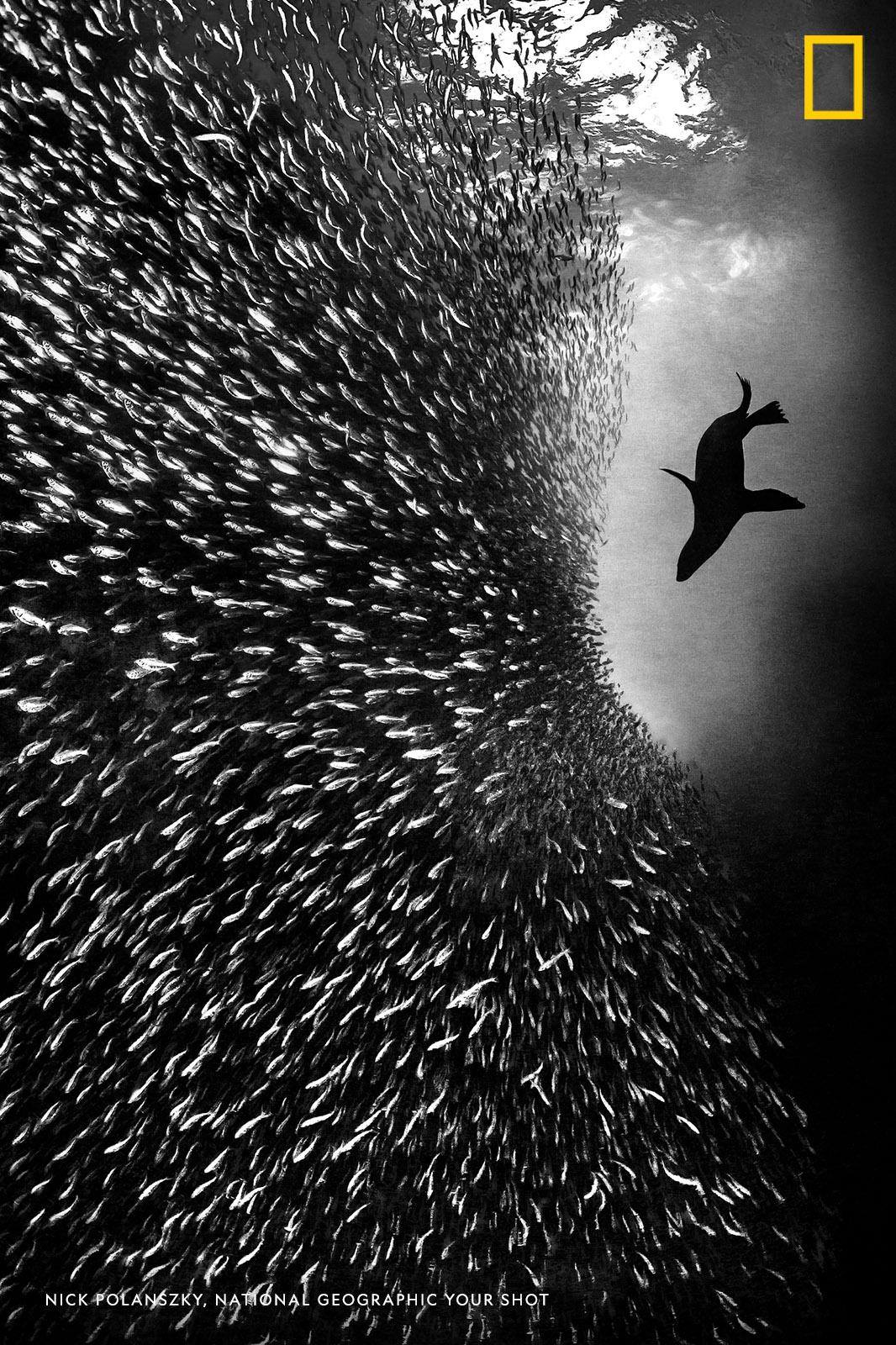 A California sea lion chases a sardine bait ball in this stunning black and white image. "Catching one of these sardines is not an easy task for the sea lions," writes Your Shot photographer Nick Polanszky. https://on.natgeo.com/2Il8st7