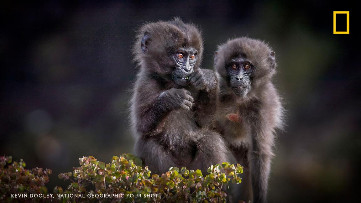 Two young "bleeding heart" monkeys share a moment in this image taken by photographer Kevin Dooley in Ethiopia. https://on.natgeo.com/2GqLUFG