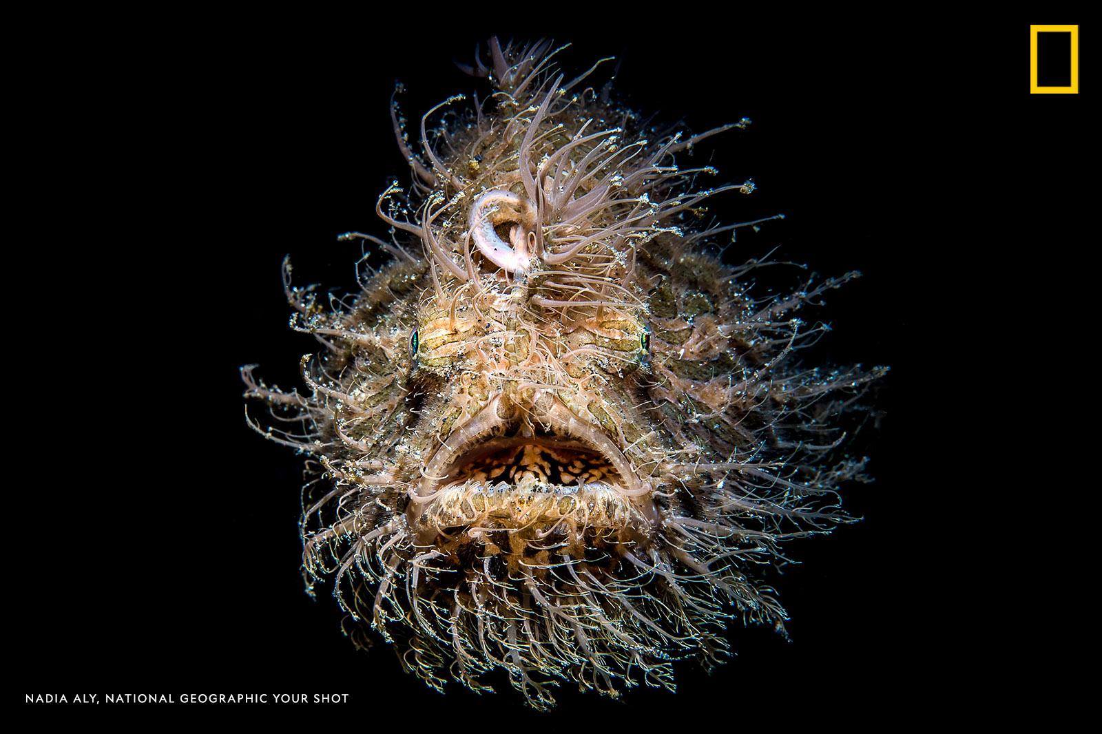 The “hairs” on a hairy frogfish are actually skin appendages or spinules, writes Your Shot photographer Nadia Aly, who captured this striking underwater portrait. https://on.natgeo.com/2V2fkNk