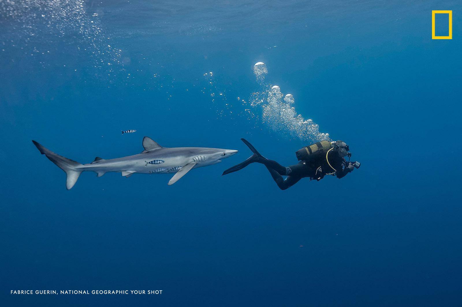 “When you take underwater pictures," writes photographer Fabrice Guerin "sometimes you forget about the environment. This day, we looked for blue sharks when suddenly I saw one just behind my buddy. The blue shark was very curious and came very close, but there was no danger on this day.” https://on.natgeo.com/2Skwl3X