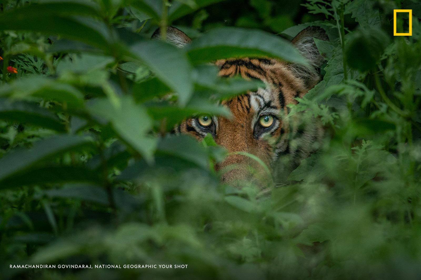 The yellow eyes of a watchful tiger peek through the leaves in this inspiring photo captured by Your Shot photographer Ramachandiran Govindaraj. https://on.natgeo.com/2DTi5Kh