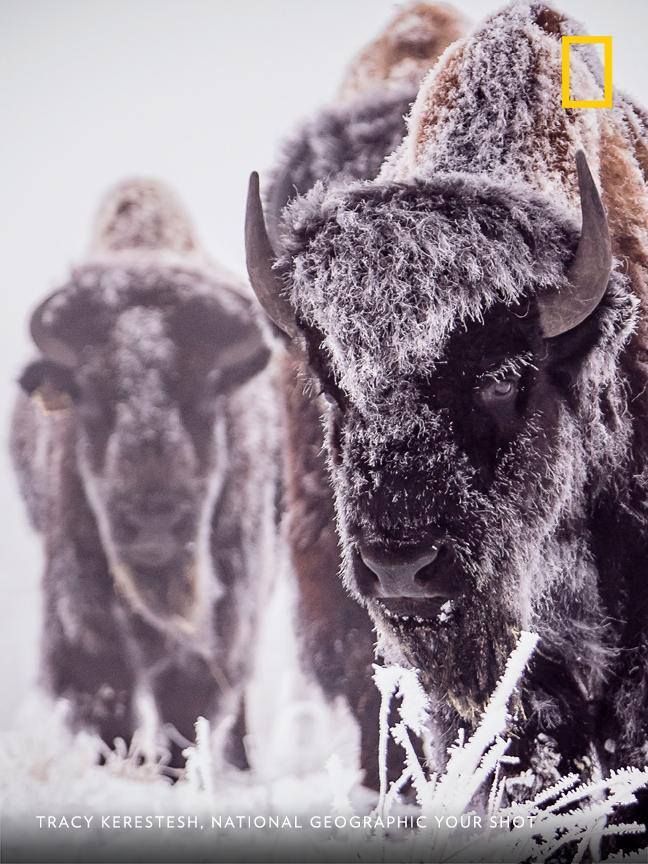 A bison bull walks through a frosty field in Saskatchewan, Canada, in this moment frozen by Your Shot photographer Tracy Kerestesh. https://on.natgeo.com/2V6LIhV