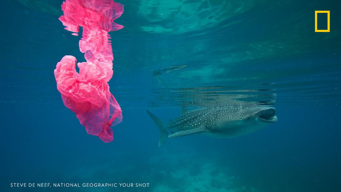 "A whale shark filter feeds near a floating plastic bag, an all too common sight nowadays," writes photographer Steve De Neef. Will you resolve to use less plastic this year? https://on.natgeo.com/2XdpsoK #PlanetOrPlastic