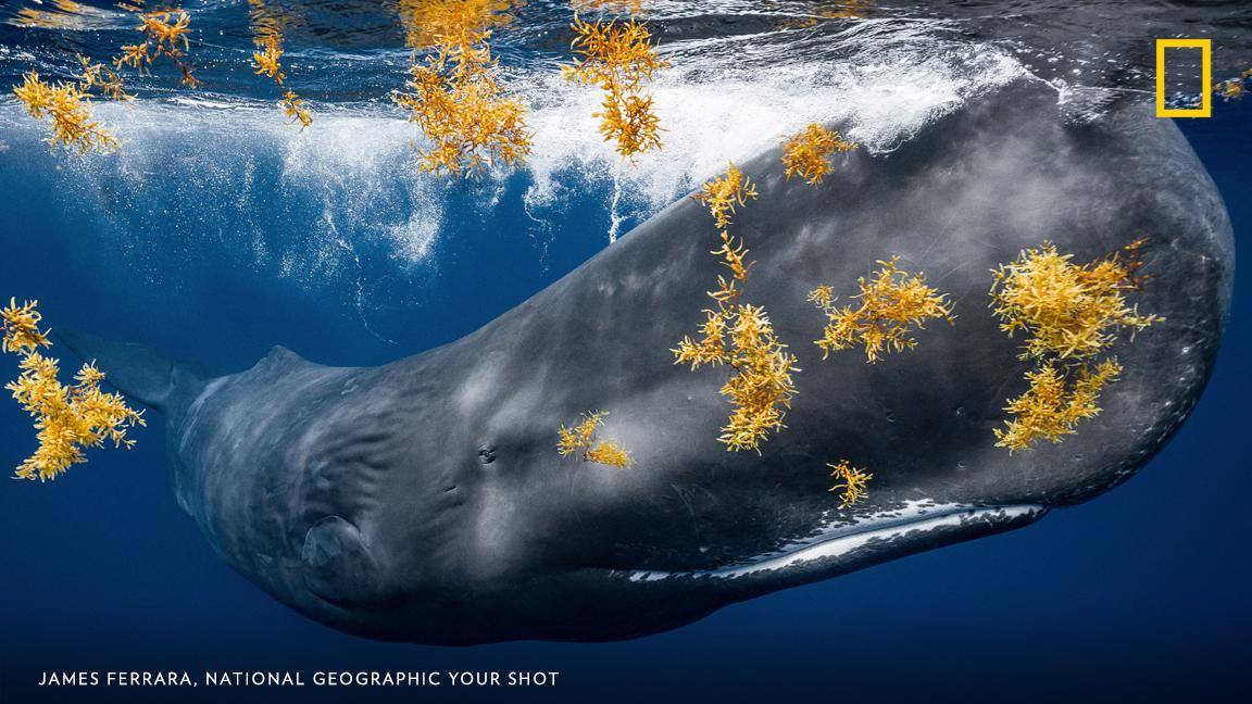 “This particular whale swam past, within a few feet of me, before descending to feed,” writes Your Shot photographer James Ferrara. "Being able to share the water with these magnificent creatures is something I will cherish the rest of my life.” https://on.natgeo.com/2XTrJpi