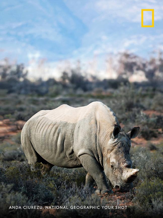 The horn on this male rhino, photographed by Your Shot photographer Anda Ciurezu, was replaced with a synthetic replica—a strategy aiming to deter poachers. https://on.natgeo.com/2TcsA0x