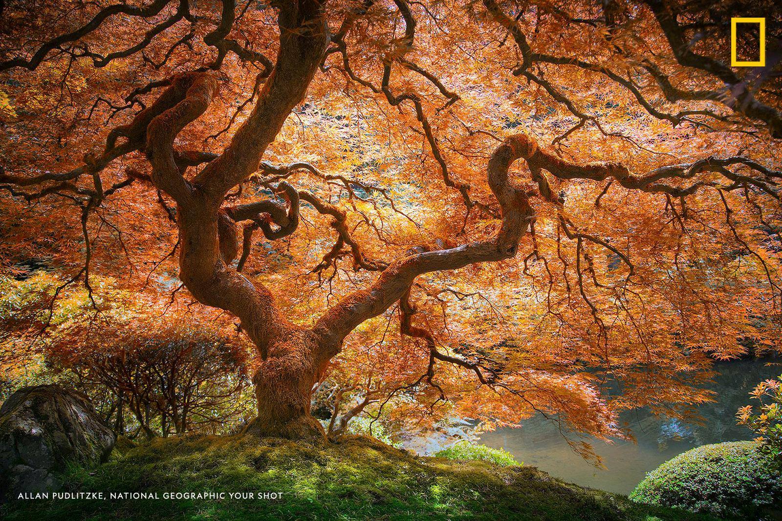 “My favorite part about trees is that we all see something different in them," writes Your Shot photographer Allan Pudlitzke. "The more unique and intricate the tree, the more is hidden within its being." https://on.natgeo.com/2Fu5Vcs