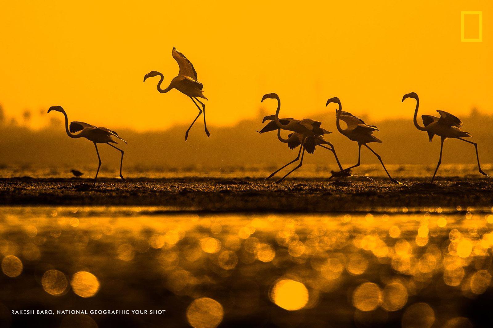 Your Shot photographer Rakesh Baro spent hours sitting in the water while photographing these flamingos in India to capture just the right perspective and the sun reflecting off the water. https://on.natgeo.com/2WbchDb