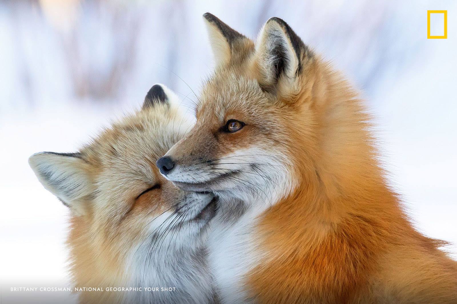 Your Shot photographer Brittany Crossman captured the moment these two red foxes cozy up on the East coast of Canada. https://on.natgeo.com/2OnnU7l