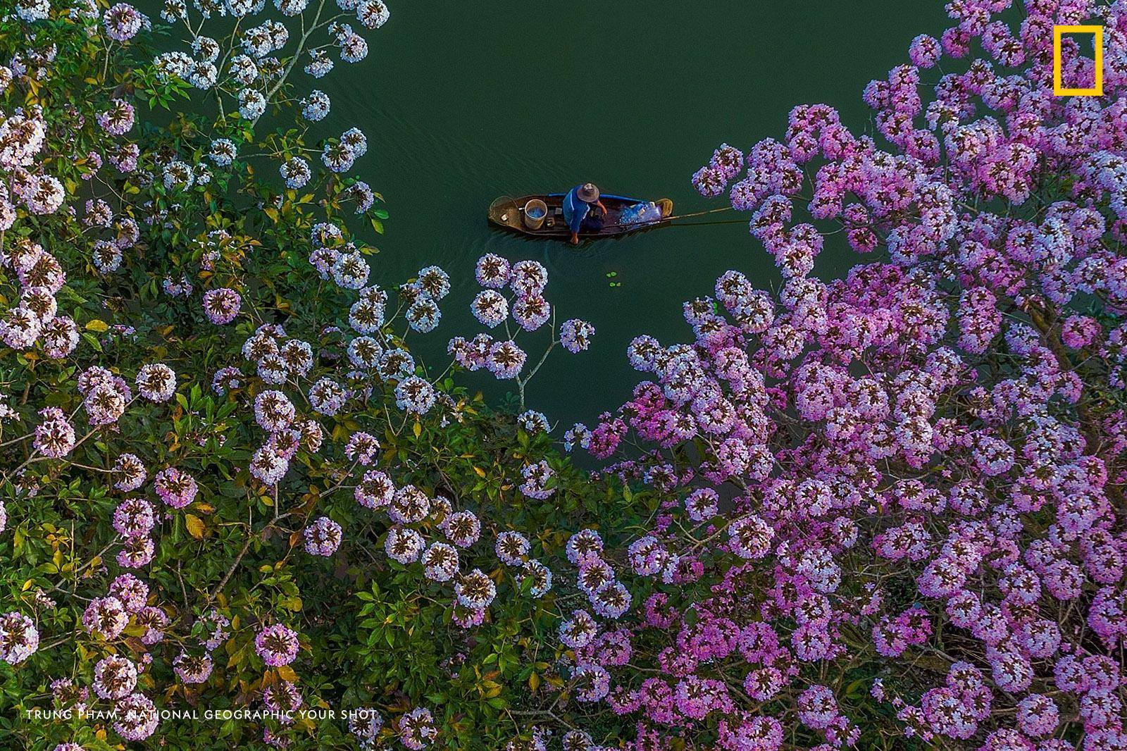 “At this time of the year from March to April,” writes Your Shot photographer Trung Pham, “the pink trumpet flowers are blooming all around Nam Phuong lake in Bao Loc, Vietnam.” https://on.natgeo.com/2FlLdvj