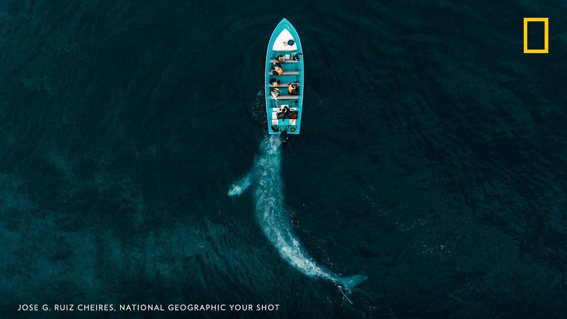 From above, this image by Your Shot photographer Jose G. Ruiz Cheires reveals the moment a gray whale meets a boat near Adolfo Lopez Mateos, Mexico. https://on.natgeo.com/2K4LMhK