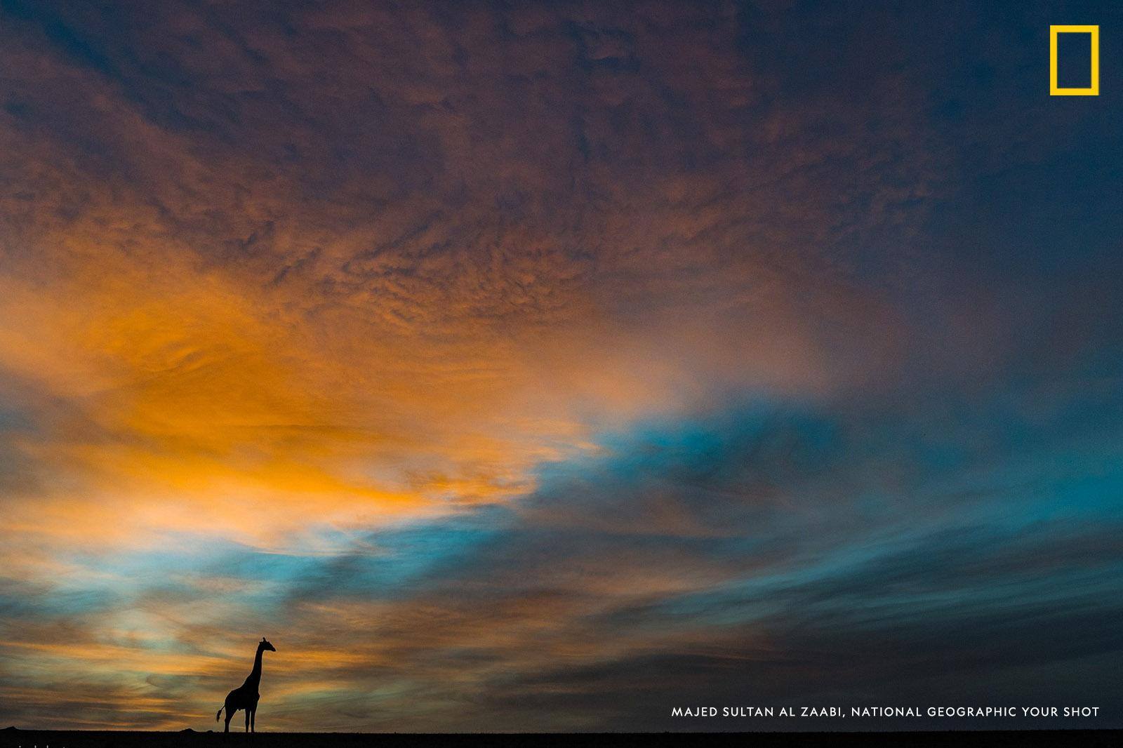 A giraffe is silhouetted against a gorgeous sunrise in Masai Mara National Reserve, Kenya in this photo by Your Shot photographer Majed Al Zaabi. https://on.natgeo.com/2UjFlLr