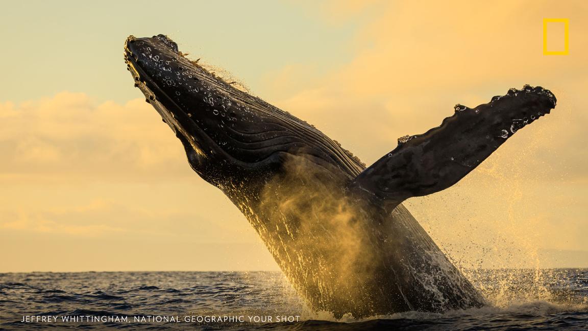 "It is an understatement that the whale activity was incredible!” writes Your Shot photographer Jeffrey Whittingham of this moment captured off the coast of Maui. https://on.natgeo.com/2IdlM1d