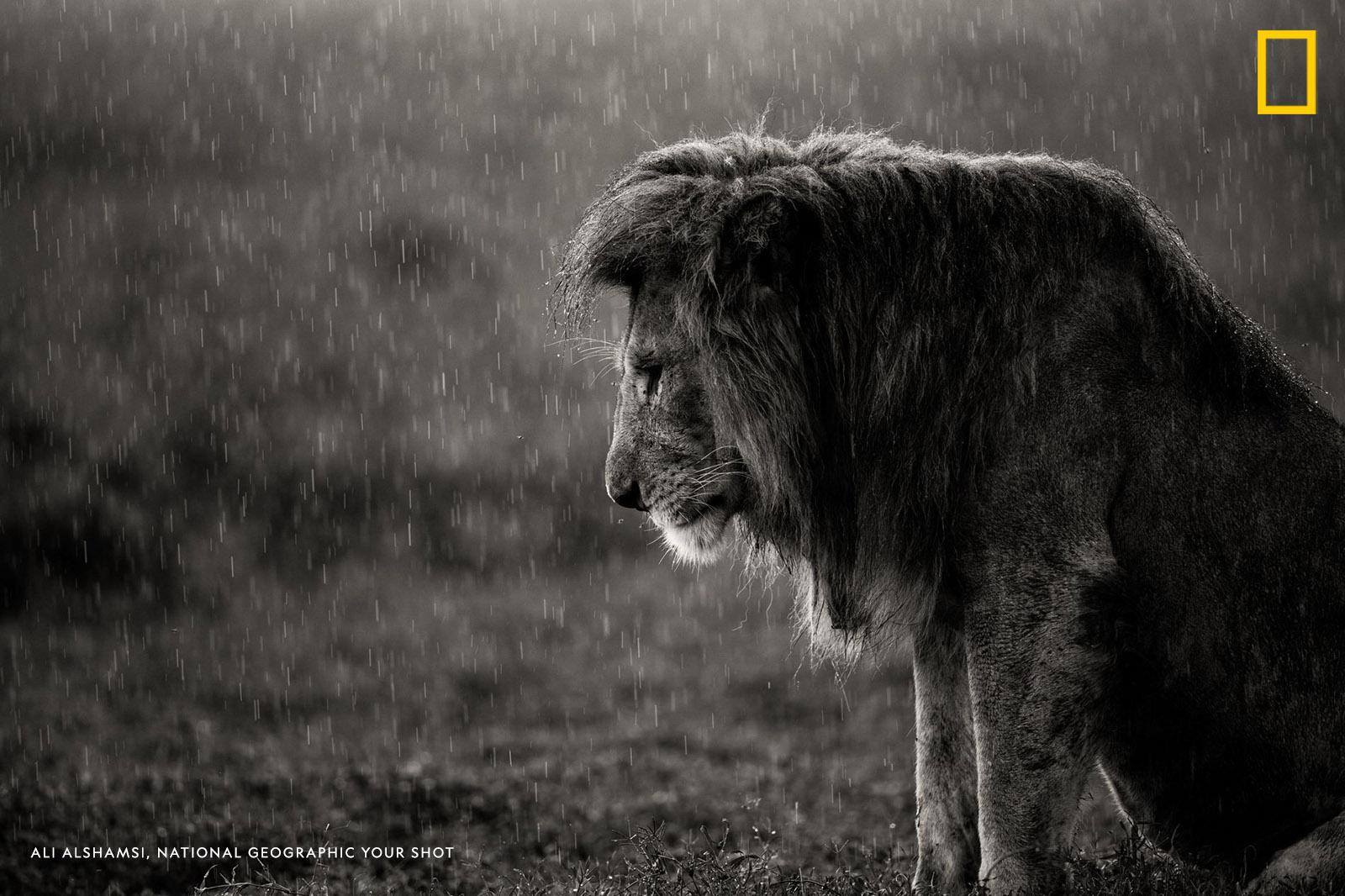 Your Shot photographer Ali Alshamsi captured this dramatic image of a lion resting in the rain in Tanzania. “I usually never see lions in a pose like this,” writes senior producer Matt Adams. https://on.natgeo.com/2UKvuie